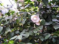Camellia japonica cv Maria Morren (fam. Theacees) (2) (Photo F. Mrugala)